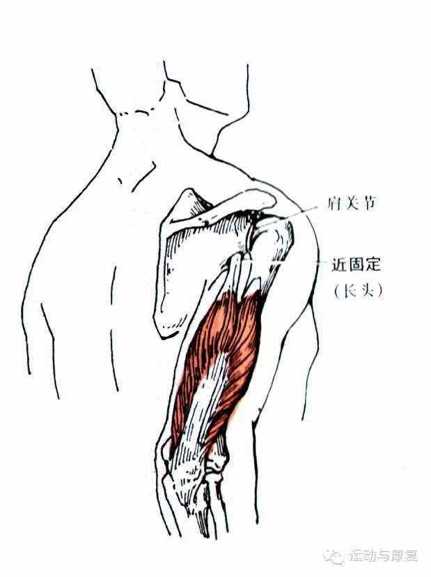 肘關(guān)節(jié)伸的肌肉——肱三頭肌＆肘肌