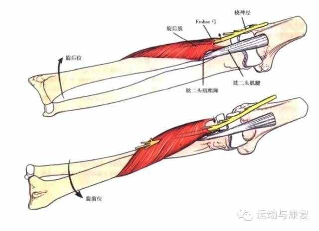 肘關(guān)節(jié)伸的肌肉——肱三頭?。χ饧?class=