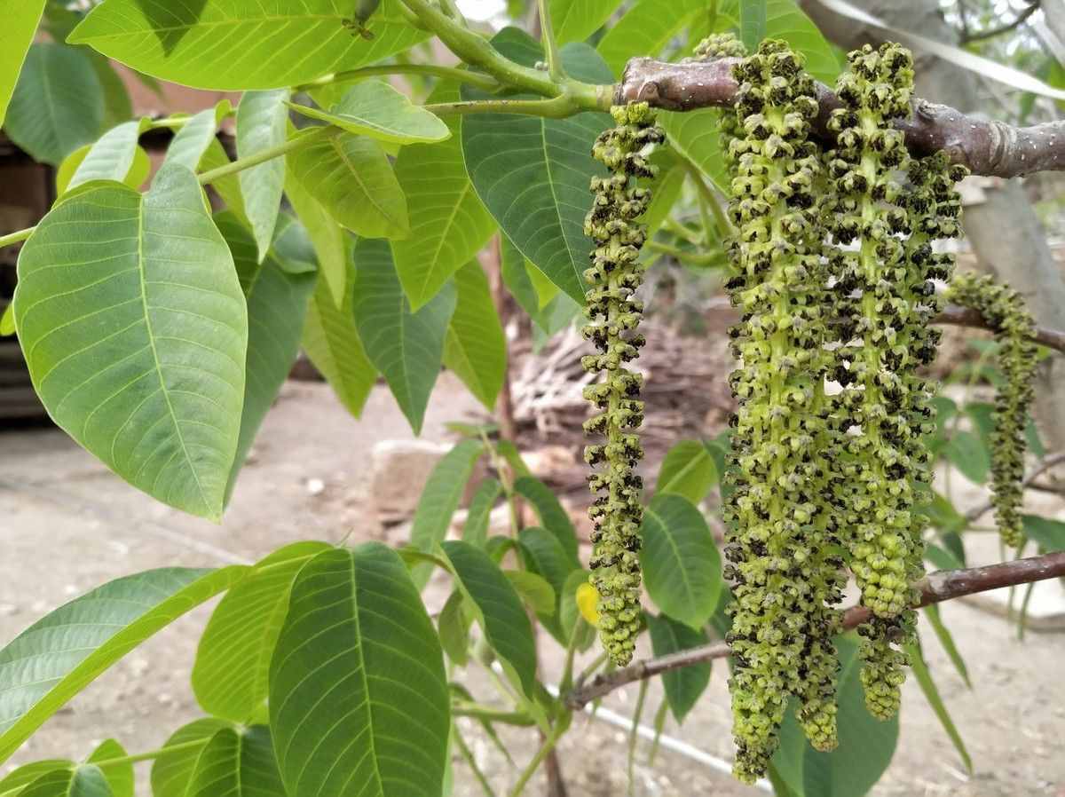 農(nóng)村的核桃花你吃過嗎？學(xué)會美食新做法，清香可口更美味