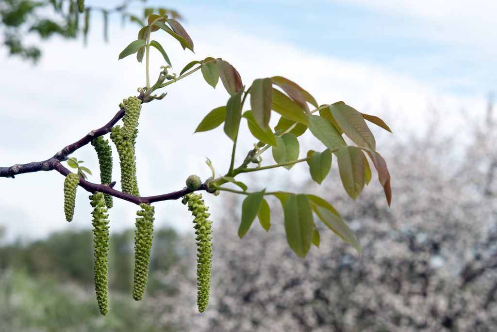 農(nóng)村的核桃花你吃過嗎？學(xué)會美食新做法，清香可口更美味