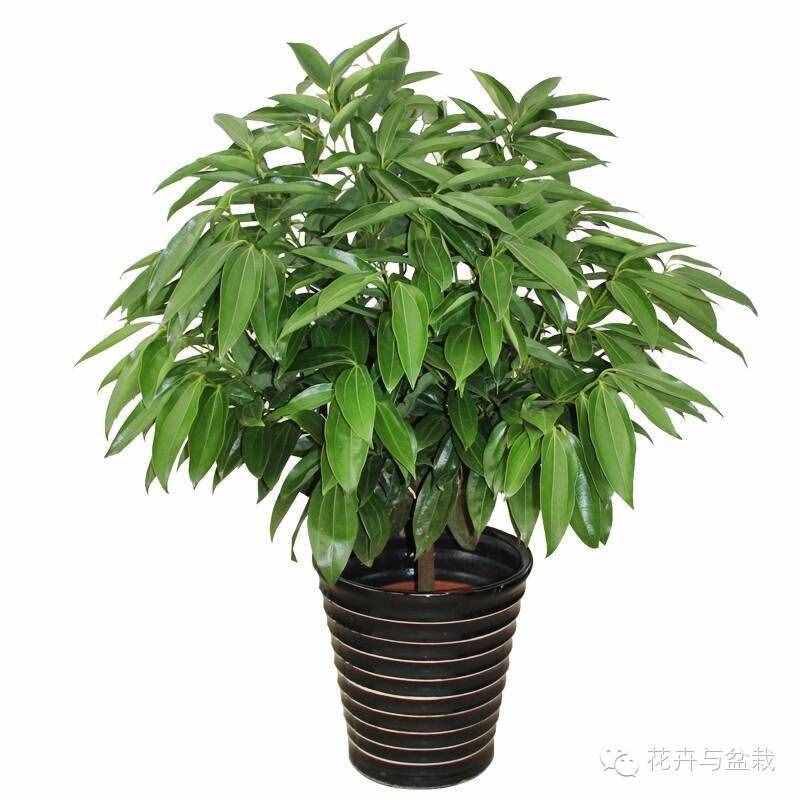 18種最好的大型室內(nèi)植物，擺家里和辦公室最好不過(guò)啦