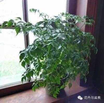 18種最好的大型室內(nèi)植物，擺家里和辦公室最好不過(guò)啦