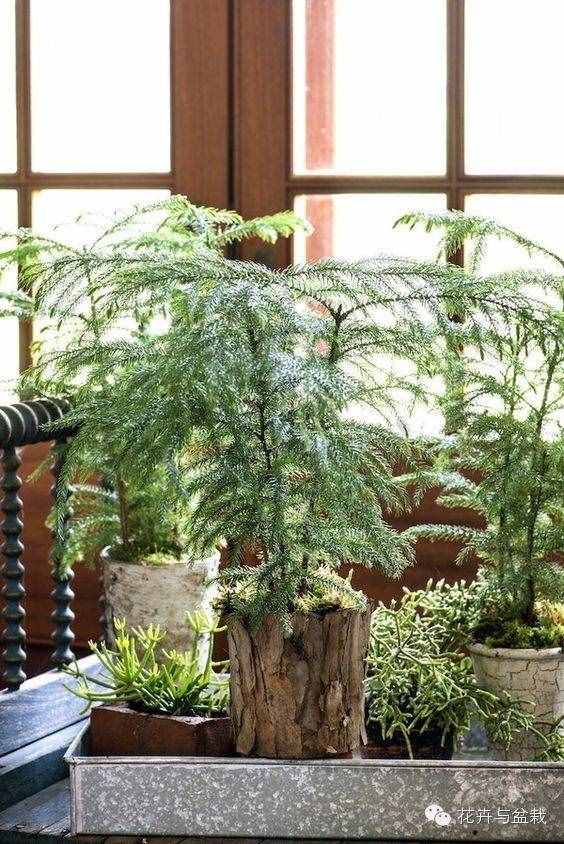 18種最好的大型室內(nèi)植物，擺家里和辦公室最好不過(guò)啦