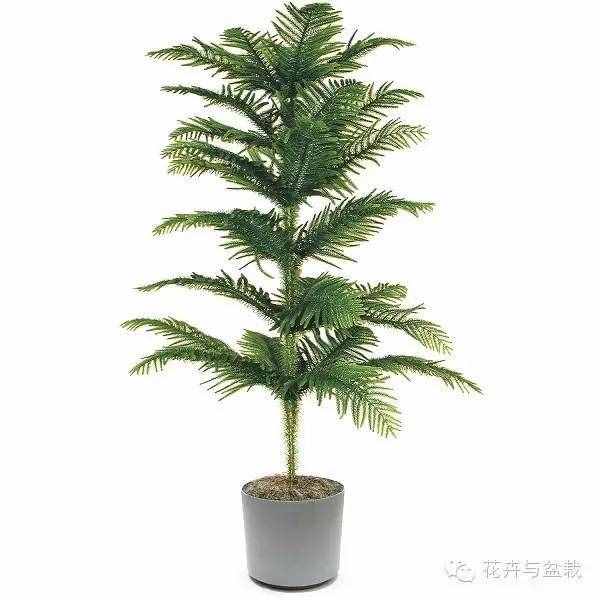 18種最好的大型室內(nèi)植物，擺家里和辦公室最好不過(guò)啦