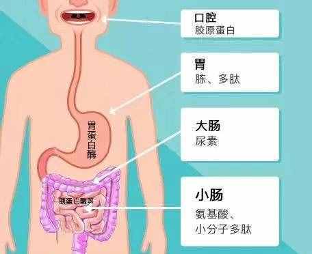 吃膠原蛋白能美容養(yǎng)顏？營養(yǎng)專家：大量食用可以有效緩解...饑餓