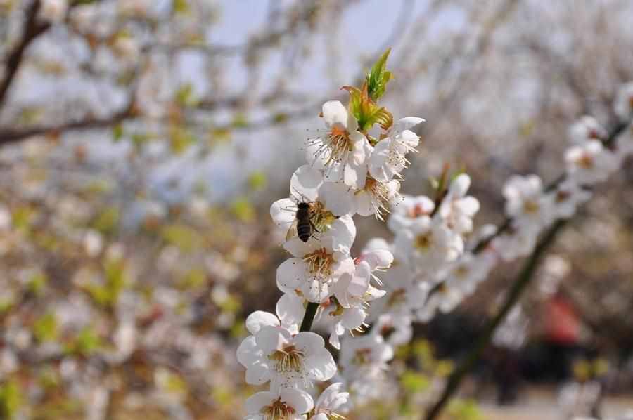 蘿崗香雪公園：曾經(jīng)是羊城八景之一，如今成為廣州賞梅打卡勝地