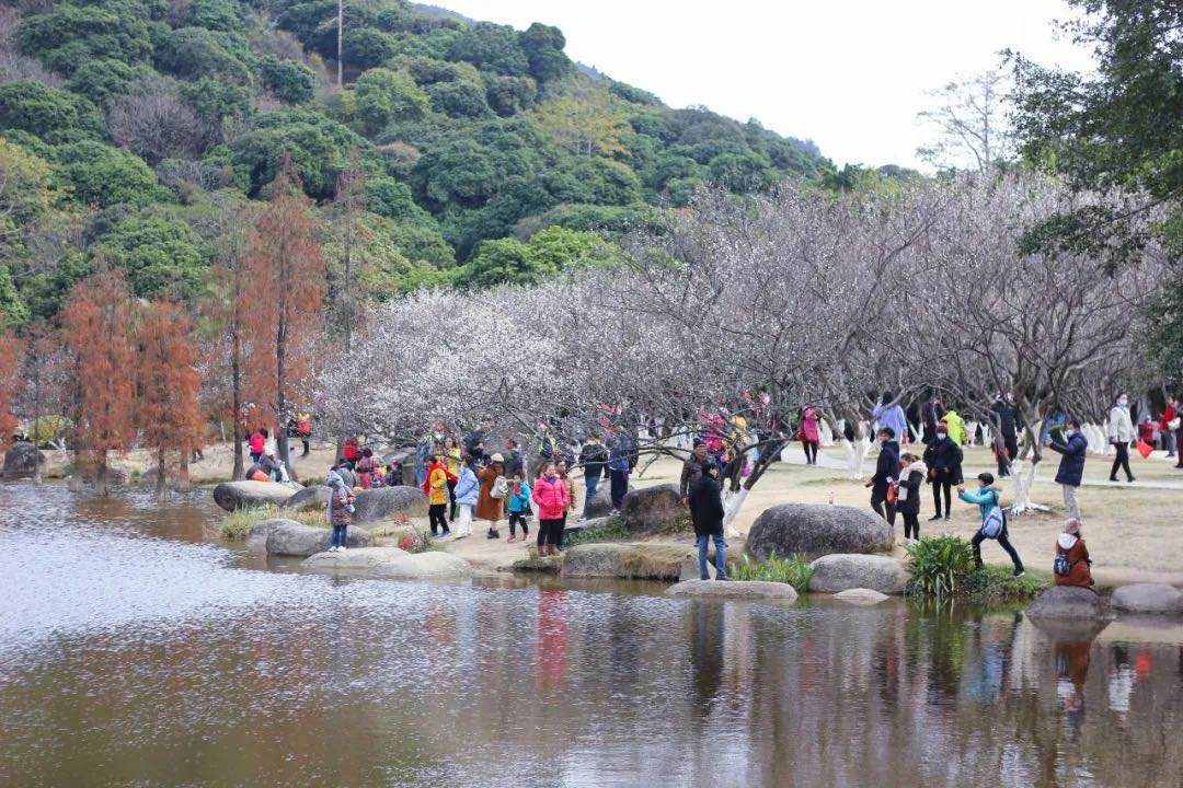 蘿崗香雪公園：曾經(jīng)是羊城八景之一，如今成為廣州賞梅打卡勝地