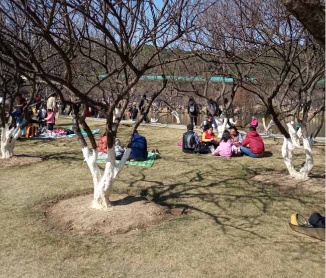 蘿崗香雪公園：曾經(jīng)是羊城八景之一，如今成為廣州賞梅打卡勝地