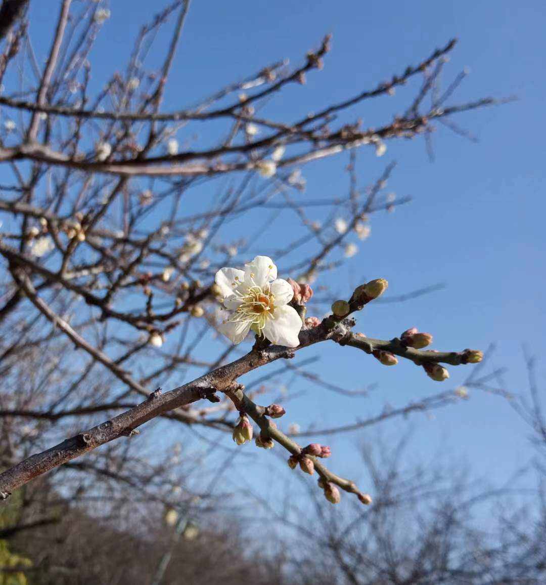 蘿崗香雪公園：曾經(jīng)是羊城八景之一，如今成為廣州賞梅打卡勝地