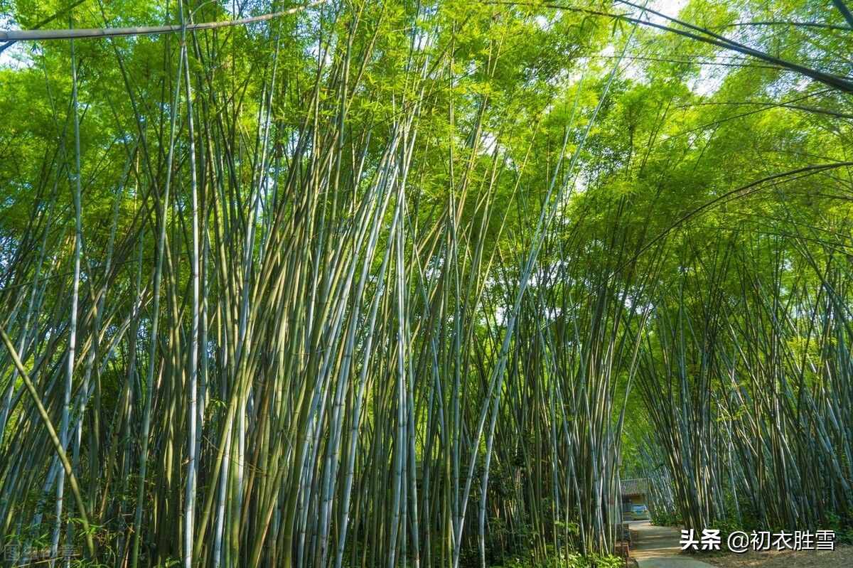 夏日竹詩(shī)六首清賞：窗前一叢竹，竹中窺落日