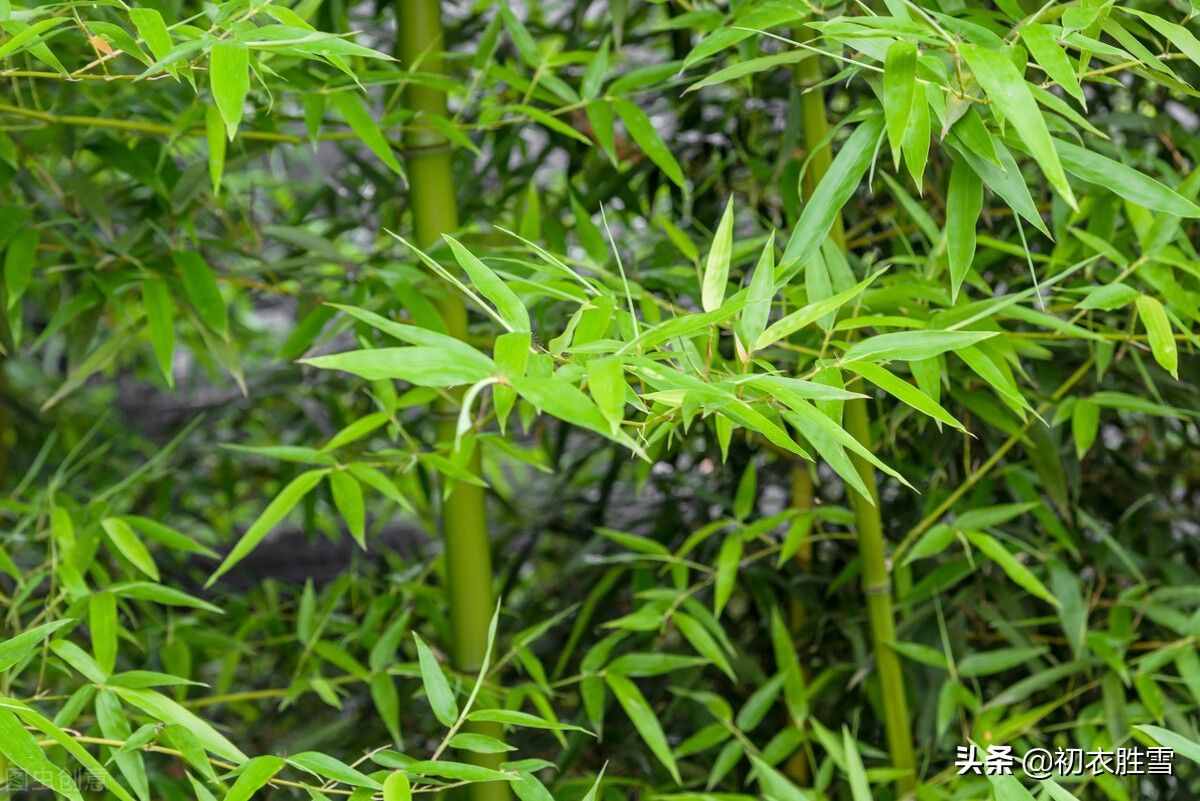 夏日竹詩(shī)六首清賞：窗前一叢竹，竹中窺落日