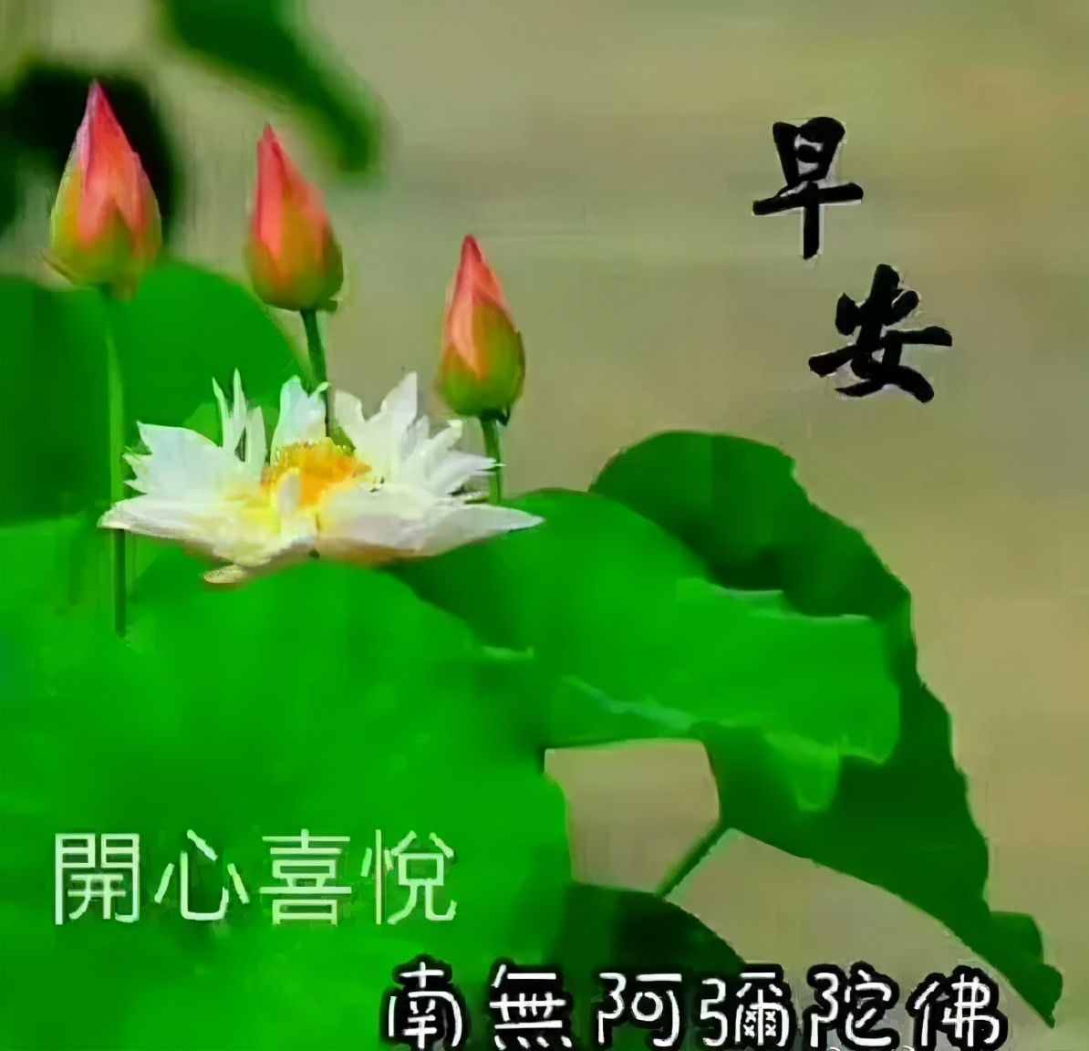 花是牡丹最美，人為朋友最親，交友不交金和銀，只交朋友一顆心