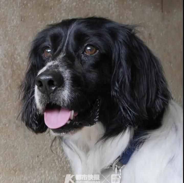 警犬界勞模！BINGO不僅是條網(wǎng)紅犬，還是一只社會狗，今天照常出勤訓練