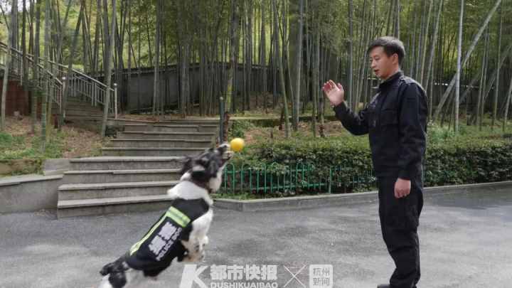 警犬界勞模！BINGO不僅是條網(wǎng)紅犬，還是一只社會狗，今天照常出勤訓練