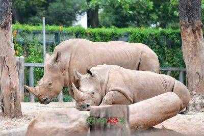 廈門海滄野生動物園