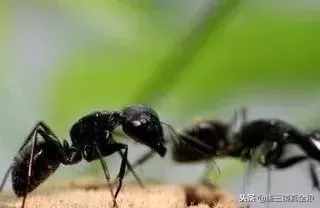 驚！用黑螞蟻泡純糧食酒功效竟然這么大！