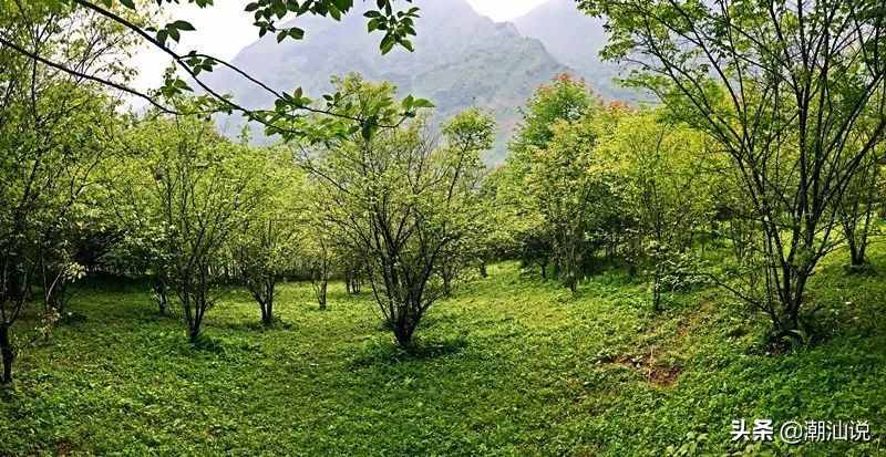 中國哪里的青梅最好吃？普寧青梅果大形正、肉質(zhì)細脆而聞名。