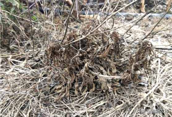 這個除草配方能殺上百種雜草，30分鐘見效2小時(shí)死草，持效期20天