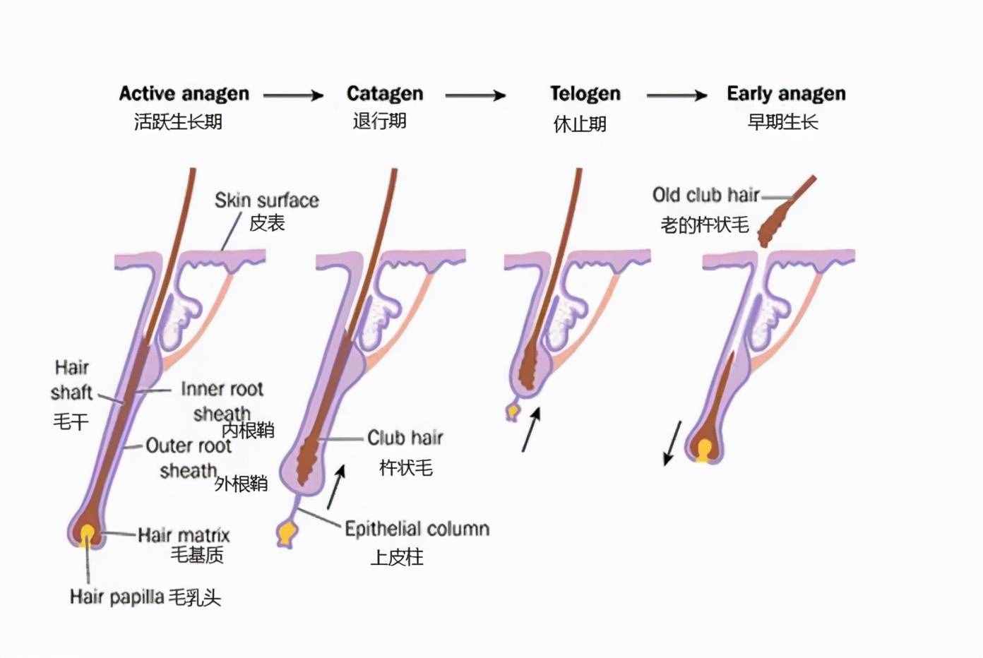 簡(jiǎn)單實(shí)用！只需3招白發(fā)變黑發(fā)