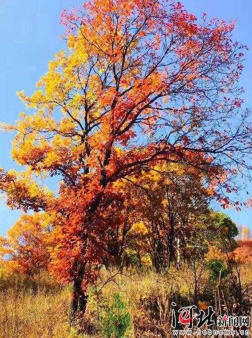 “紅色山莊迎國慶”避暑山莊首屆“楓葉節(jié)”正式開幕