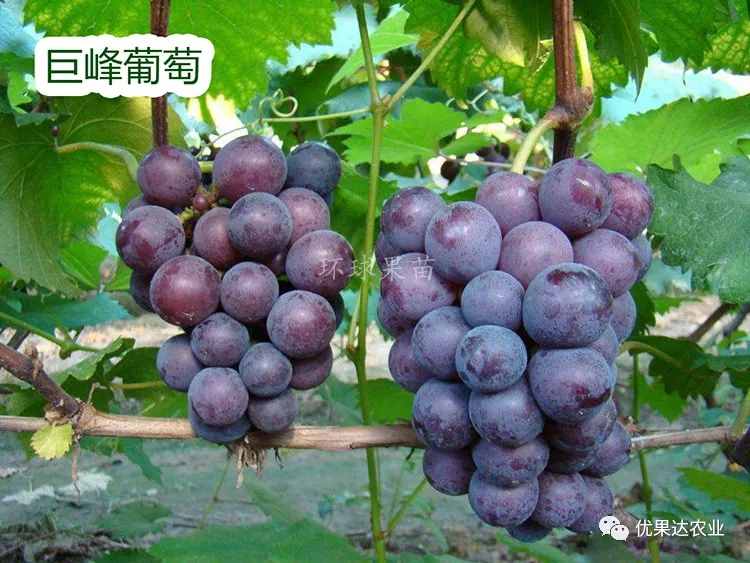 葡萄種植栽培管理技術(shù)