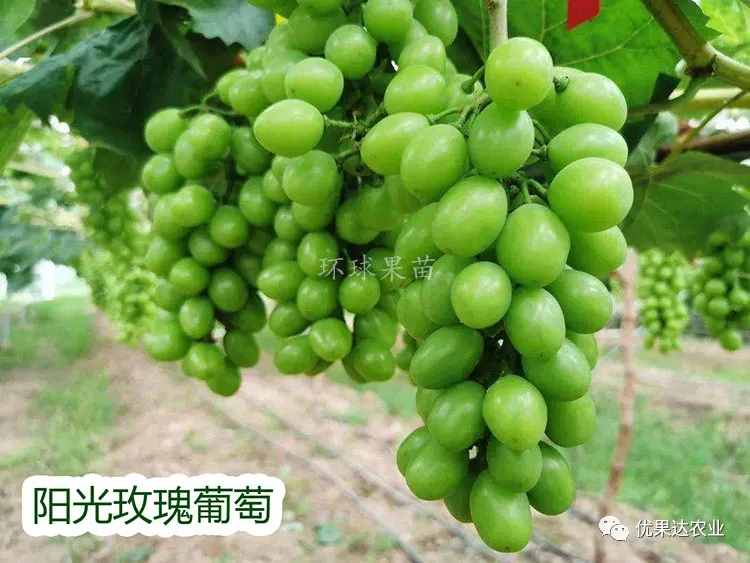 葡萄種植栽培管理技術(shù)