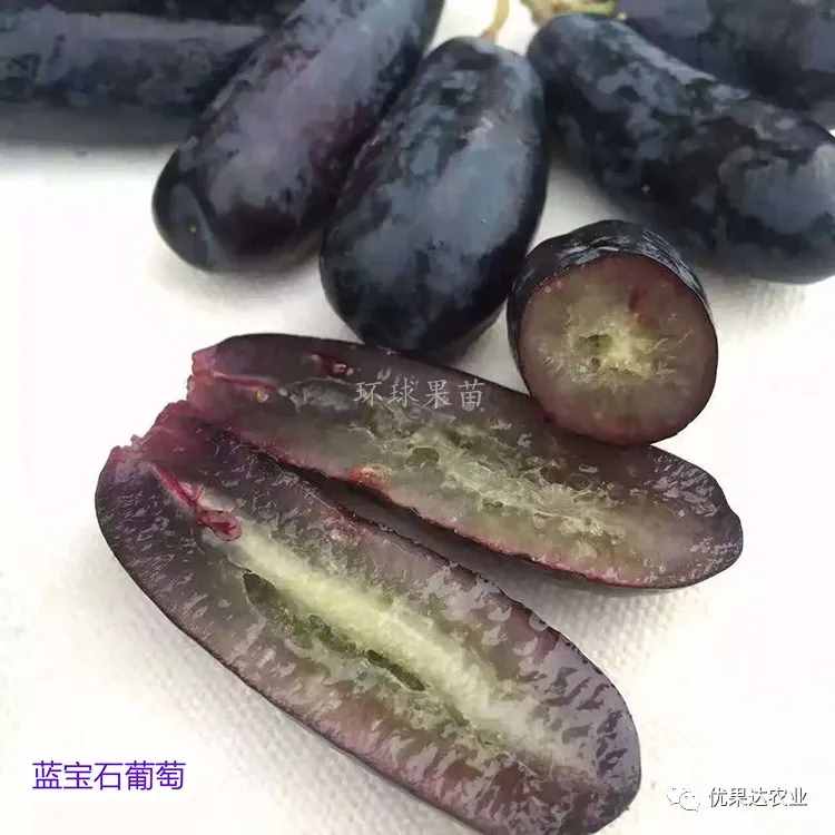 葡萄種植栽培管理技術(shù)