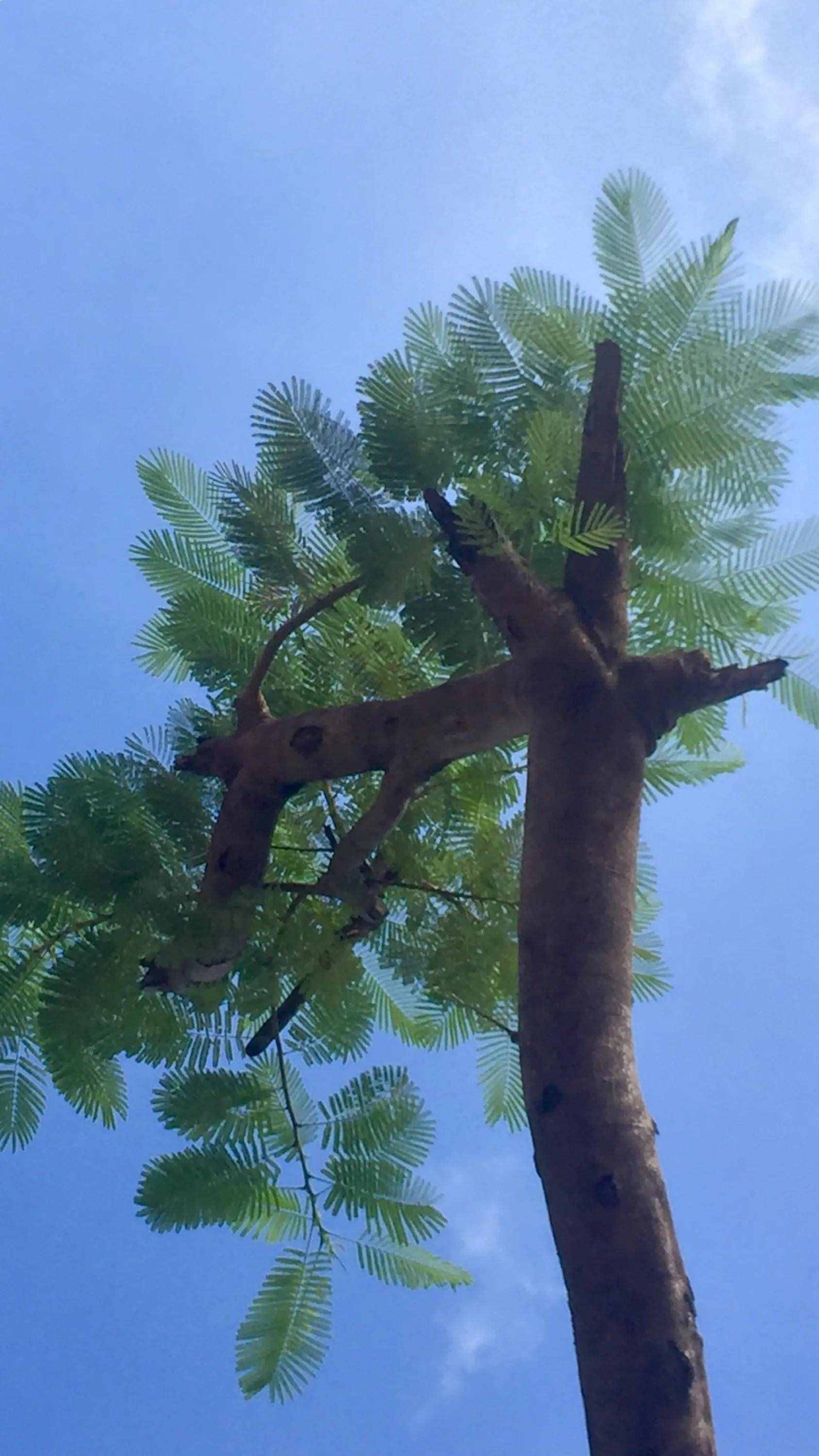 鳳凰樹又開花了