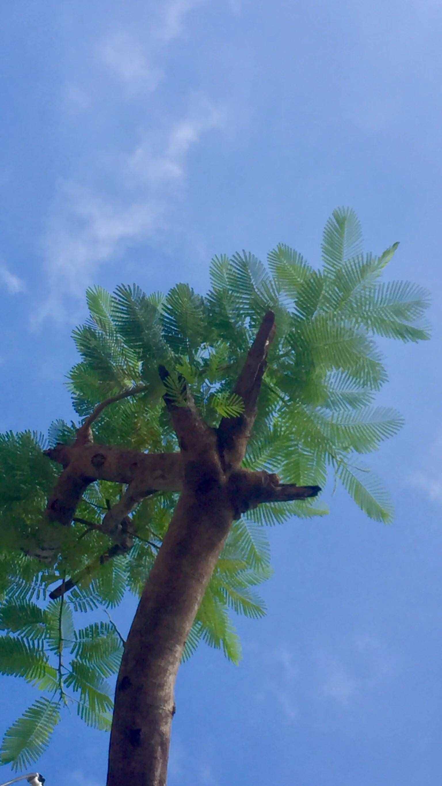 鳳凰樹又開花了