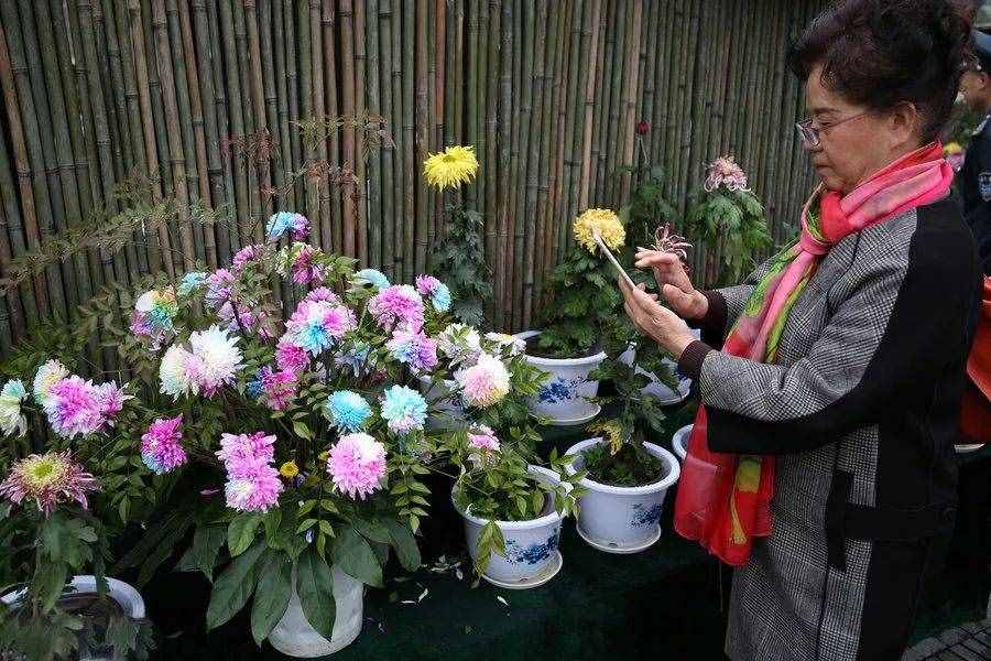 驚艷！七彩菊花，炫酷你的眼~