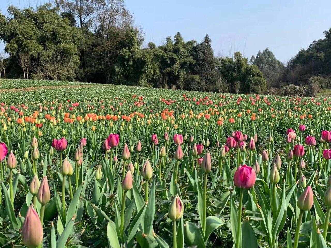 石象湖景區(qū)3月1日起有序開放，門票5折優(yōu)惠，每日限客3000人