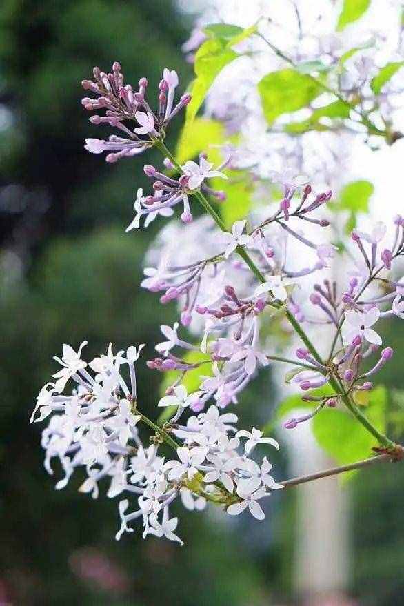 養(yǎng)一盆小家碧玉的丁香花，清秀淡雅，著實(shí)惹人憐惜！