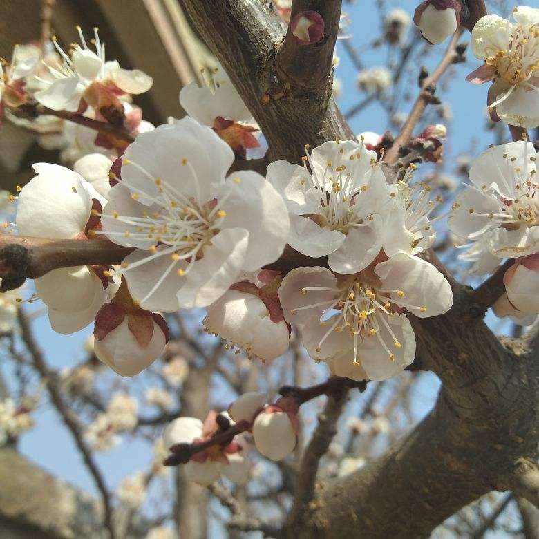 每個(gè)月都有不同花神，你出生的月份是什么花？