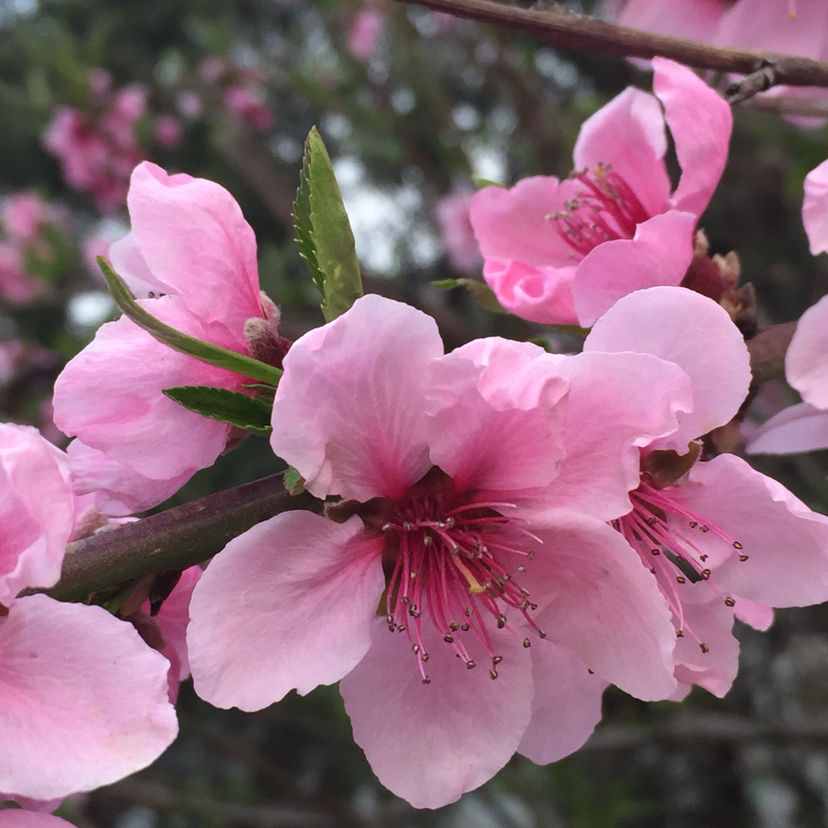 每個(gè)月都有不同花神，你出生的月份是什么花？