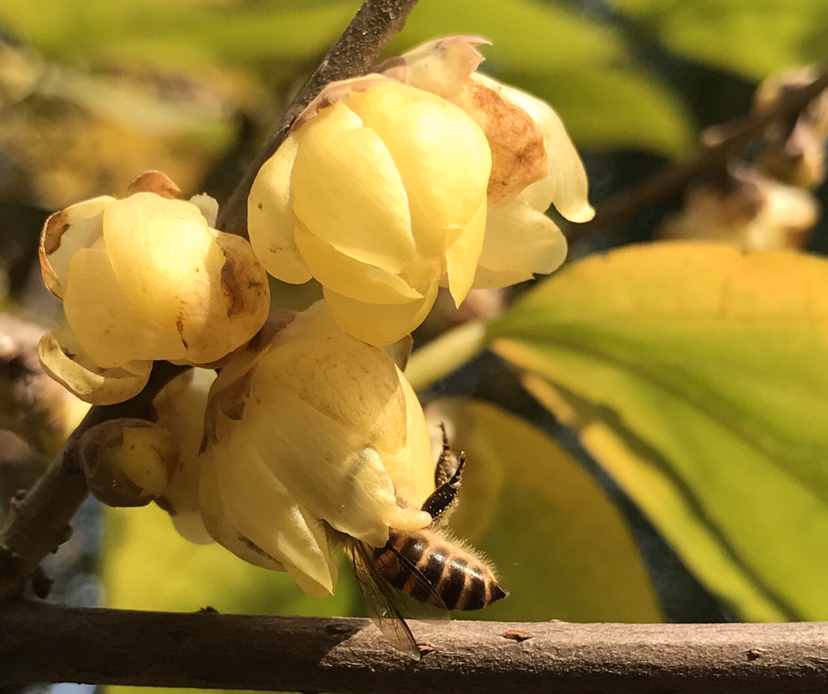 每個(gè)月都有不同花神，你出生的月份是什么花？