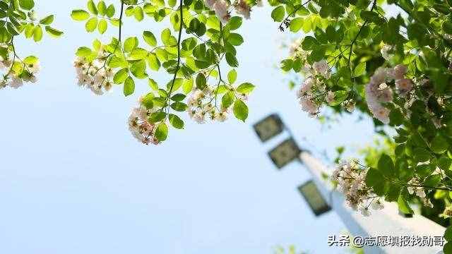 什么是提前批？批次提前有何特殊意義？搞這么復(fù)雜，原因都在這