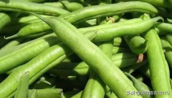 四季豆怎么種植產(chǎn)量高，效益好呢？（內(nèi)附種植技術(shù)要點(diǎn)）