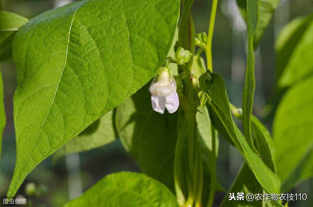 四季豆怎么種植產(chǎn)量高，效益好呢？（內(nèi)附種植技術(shù)要點(diǎn)）