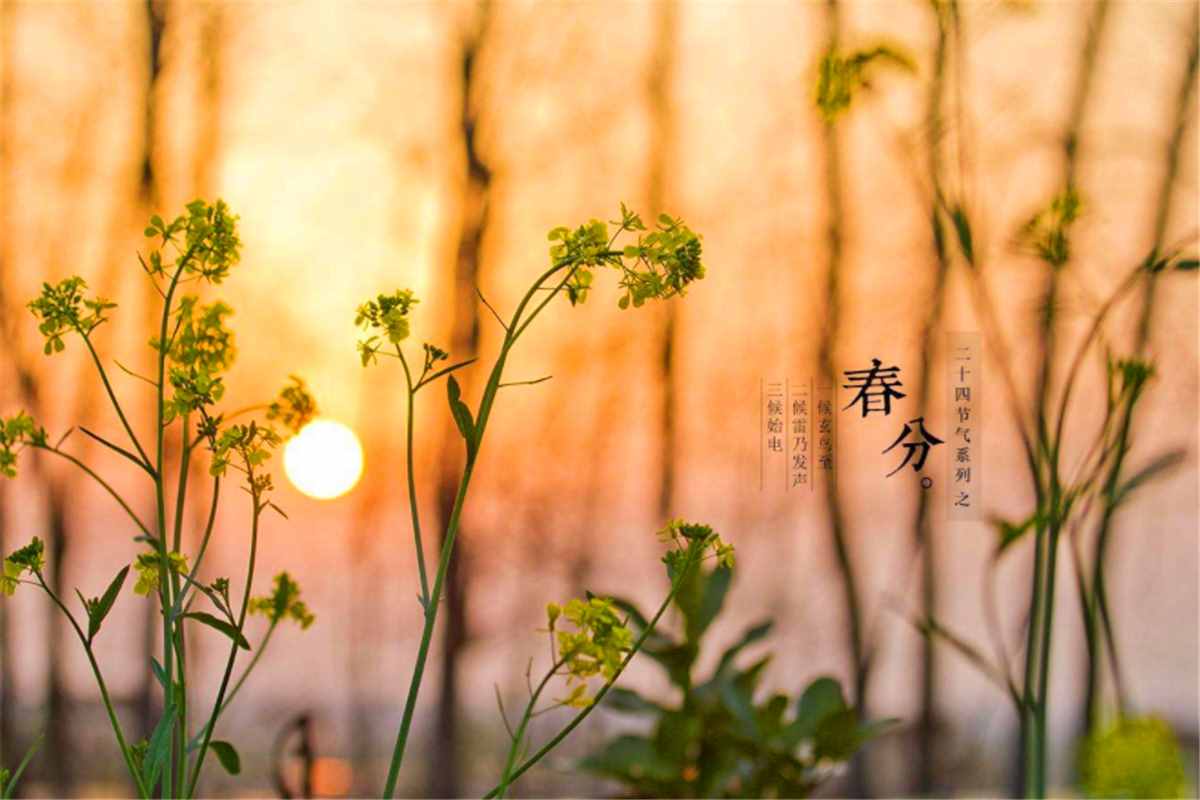 春分到了，4個(gè)老傳統(tǒng)不能忘，寓意吉祥如意，現(xiàn)在知道還不晚