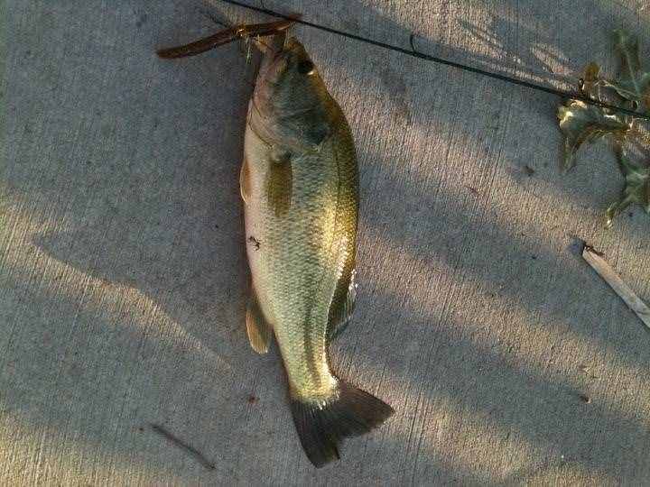 用蚯蚓釣了這么多年的魚(yú)，第一次見(jiàn)到這樣的恐怖的巨型蚯蚓