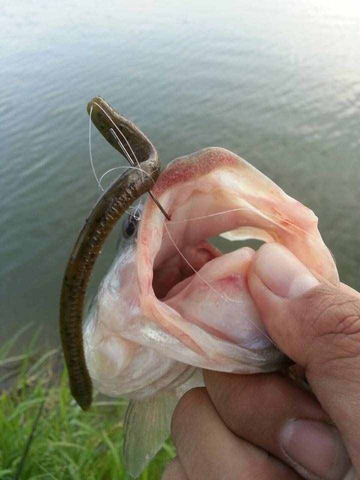 用蚯蚓釣了這么多年的魚(yú)，第一次見(jiàn)到這樣的恐怖的巨型蚯蚓