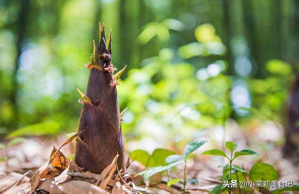 同樣是筍，“春筍”和“冬筍”有何不同？筍農(nóng)：區(qū)別大了，別買錯(cuò)