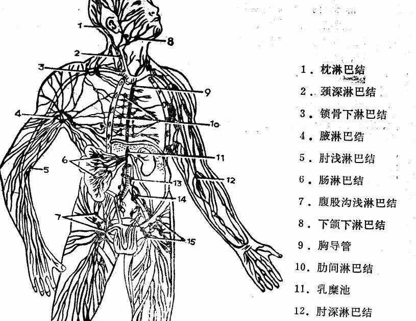 脖子上的“小腫塊”——淋巴結(jié)腫大怎么辦？