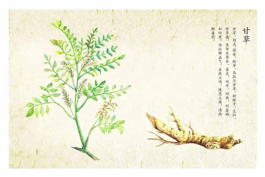 明明不是植物的發(fā)菜，為什么會(huì)被列為一級(jí)保護(hù)植物？