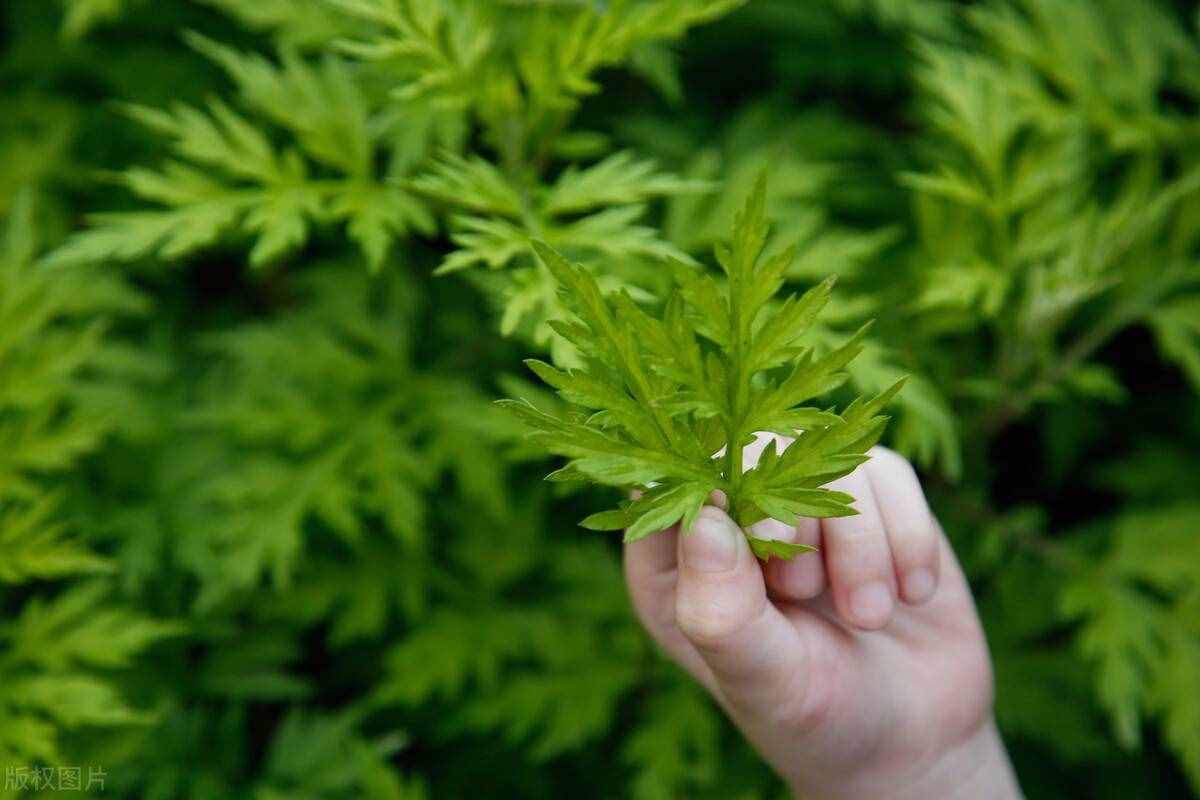 艾草水洗澡和泡澡對于身體有哪些方面的好處