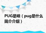 PUG是啥（pug是什么簡(jiǎn)介介紹）