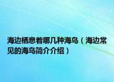 海邊棲息著哪幾種海鳥（海邊常見的海鳥簡介介紹）