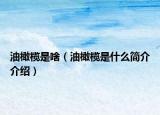 油橄欖是啥（油橄欖是什么簡(jiǎn)介介紹）