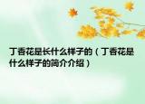 丁香花是長(zhǎng)什么樣子的（丁香花是什么樣子的簡(jiǎn)介介紹）