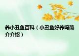 養(yǎng)小丑魚(yú)百科（小丑魚(yú)好養(yǎng)嗎簡(jiǎn)介介紹）